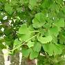 Gingko Biloba